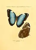 Hübner Sammlung exotischer Schmetterlinge Augsburg [1806-1841]