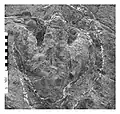 Iguanodontid footprint in Atexcal