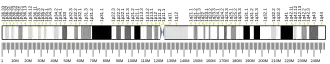 Chromosome 1 (human)