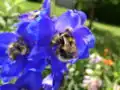 single flowers with a bumblebee