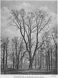 Magdalen College elm (1906)