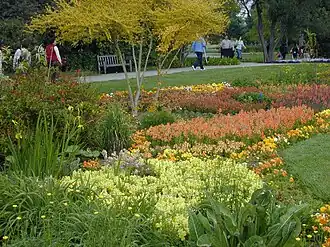 Colorful flowers