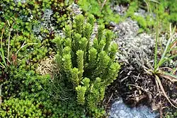A photo of a firmoss