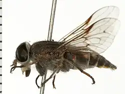 Hybomitra illota