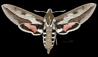 Hyles annei ♀