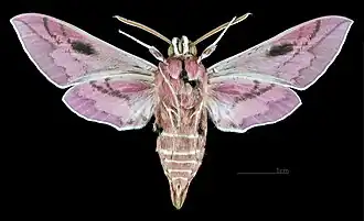 Male underside
