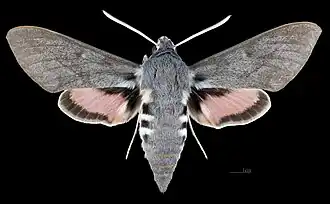 Male dorsal