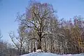 The Tree of the Liberty - Common Lime planted in the end of the 18th century.