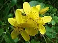 ''H. richeri'' subsp. ''burseri'' in the Pyrenees Mountains