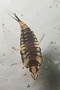 Larva