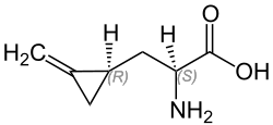 Hypoglycin