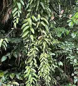 Habit