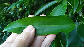 Leaf venation