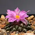 Pink flower form
