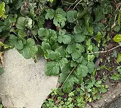foliage