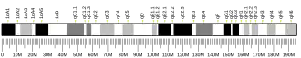 Chromosome 1 (mouse)