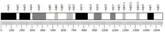 Chromosome 4 (mouse)