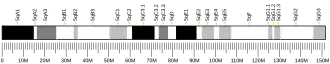 Chromosome 5 (mouse)