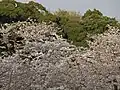 Iiyama Kannon Sakura