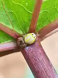 Illeis cincta, India