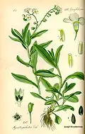 Plate 487 from Thomé's Flora von Deutschland, Österreich und der Schweiz (1885)