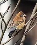 Immature male with partially blue face and tail
