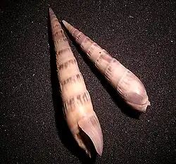 Hastula cinerea
