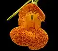 Flower closeup
