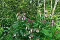 Himalayan balsam, La Bresse.