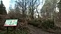 Woodland path through Greno Woods