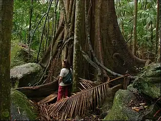 Buttress roots