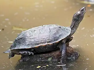 Lateral view