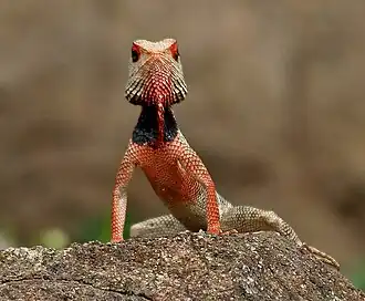 Male in breeding season