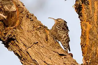 Basking in the morning