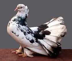 Indian Fantail