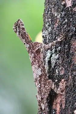 Head