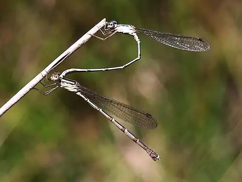 Tandem pair