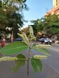 Inflorescence