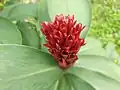 Inflorescence after flowers died