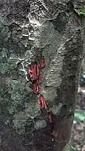 Inner Bark of the tree