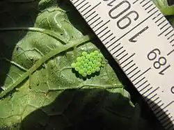 Egg mass