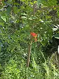 Invasive tree marked for removal