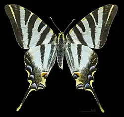 Female