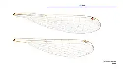 Photo of male wings