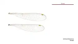 Female wings