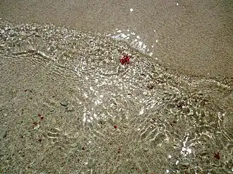 Marine life