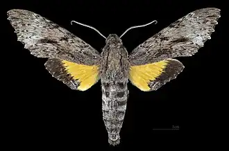 Male dorsal