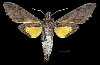 Male ventral