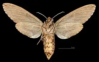 ♀ △