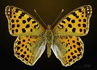 Male